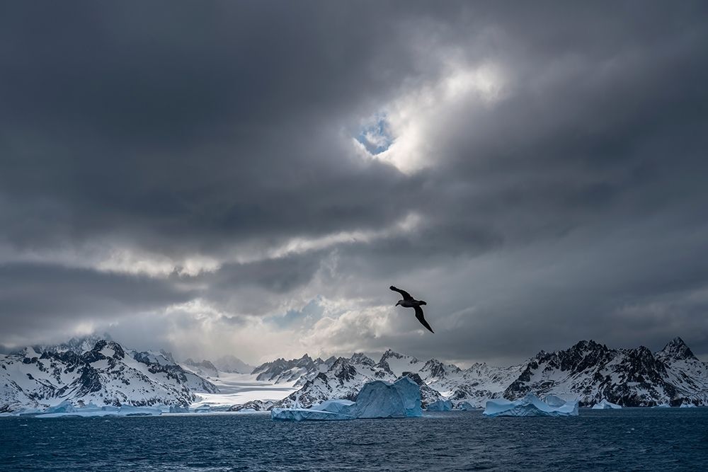 Antarctica-South Georgia Island Stormy sunset on glacier and flying bird  art print by Jaynes Gallery for $57.95 CAD